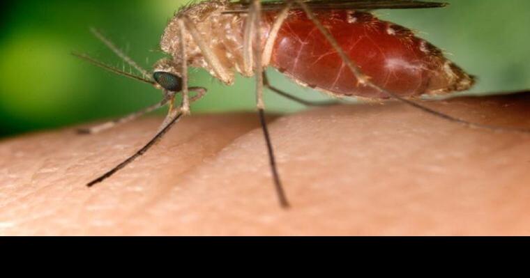 Bell County reports first human West Nile case; positive mosquitoes found in Temple, Belton, Killeen | Region