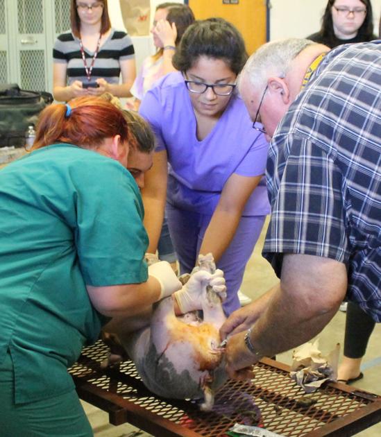 Ccisd Offers New Certification For Veterinary Technicians Community Kdhnews Com