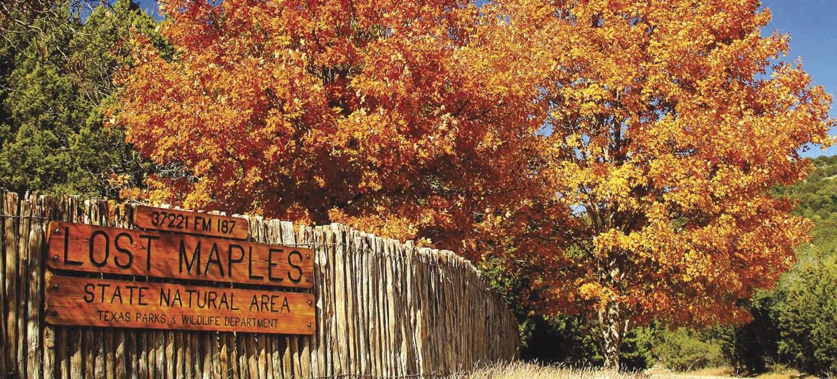 Head South for a Look at Fall Colors at Lost Maples State Natural Area