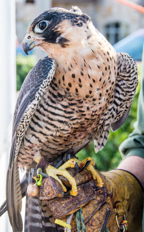 Birds of Prey