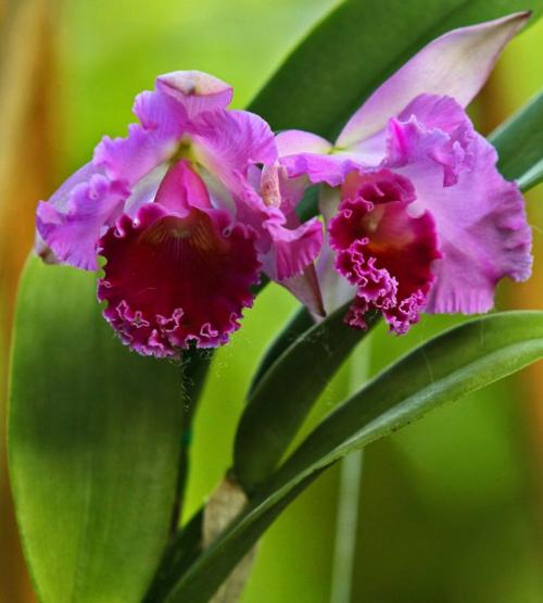 HOME-ENV-ORCHIDS