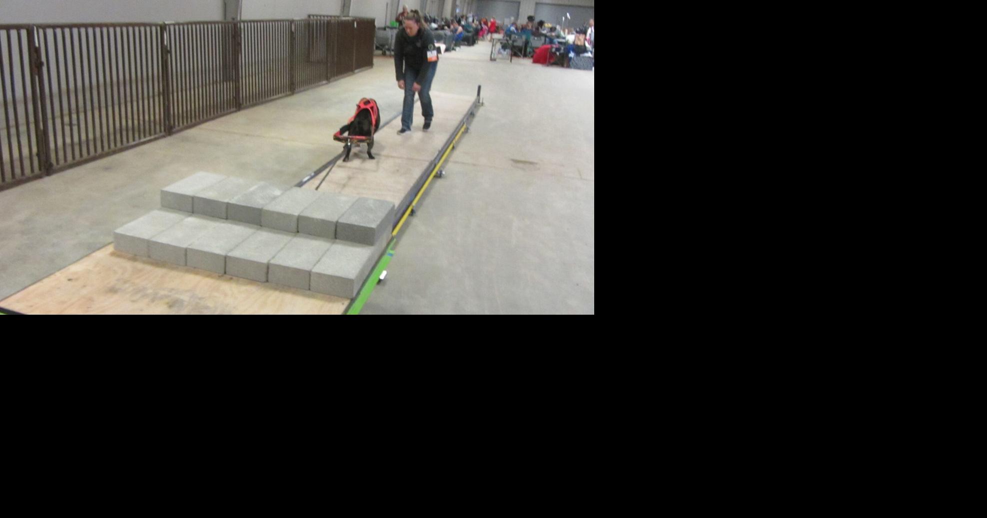 Dogs have their day at Kennel Club event in Belton Region