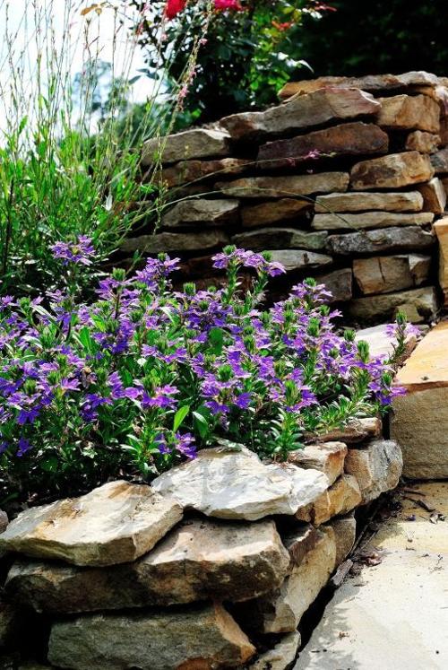 Surdiva scaevola