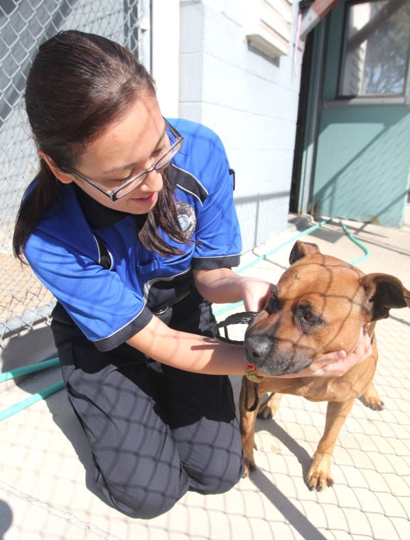 Residents fight Cove shelter s policy that kills banned breeds