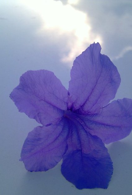 Flower