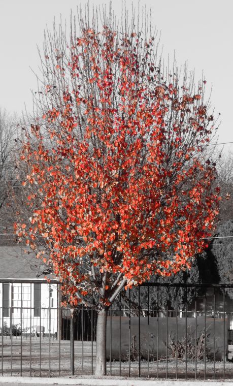 Farewell Fall