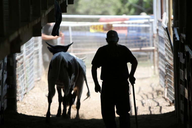 Lampasas Cattle Auction