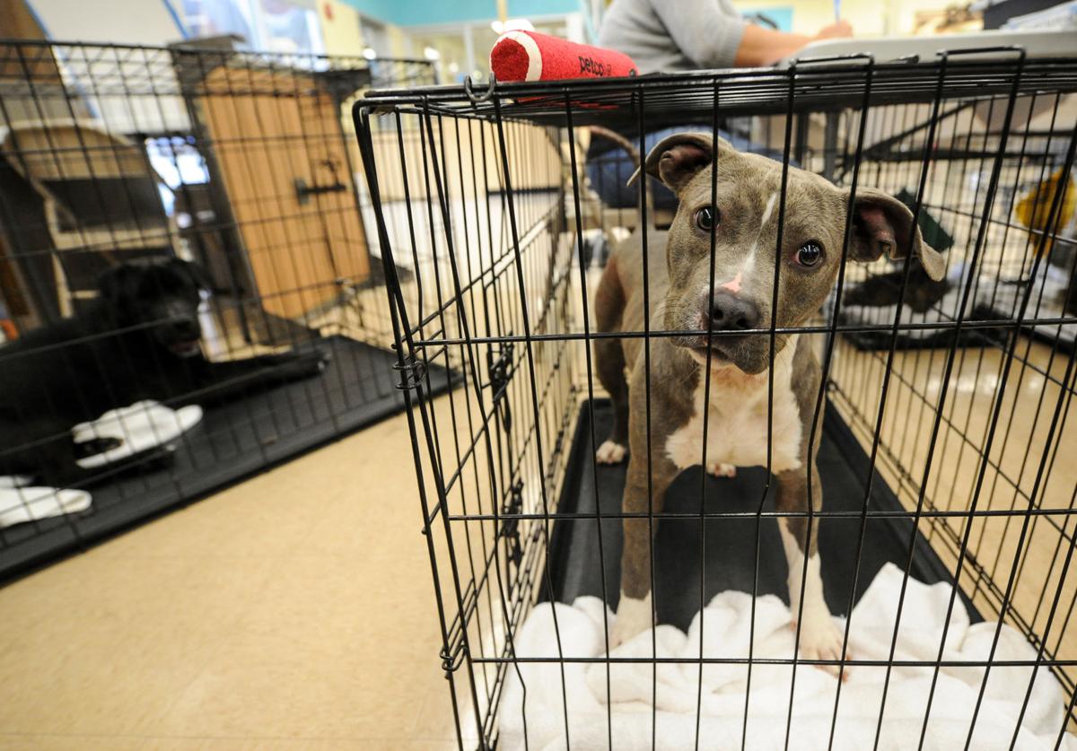 Heights Petco Event Results In Adoption Of Seven Stray Dogs Cats