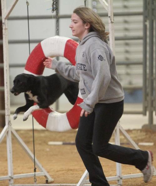 Dog Agility