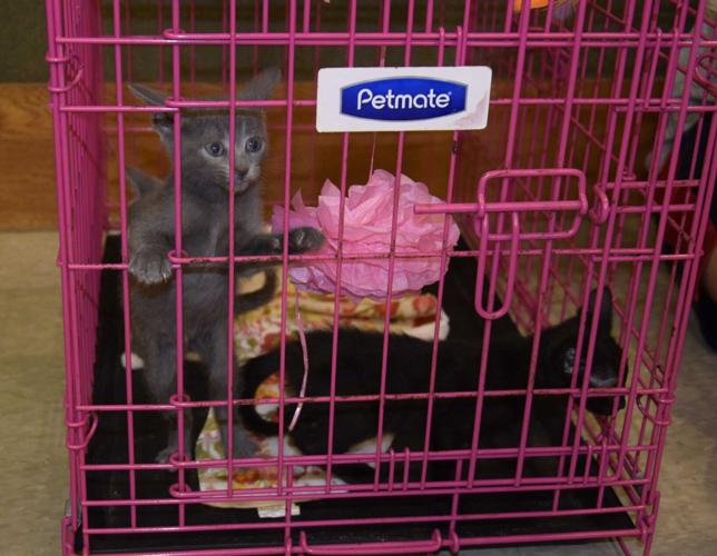 Heights Pet Adoption Center hosts kitten shower event Local