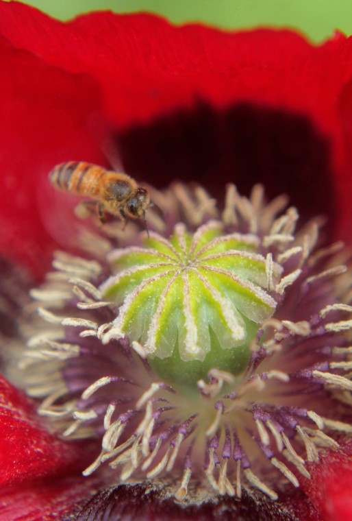 YEAR in PHOTOS - Spring Flowers