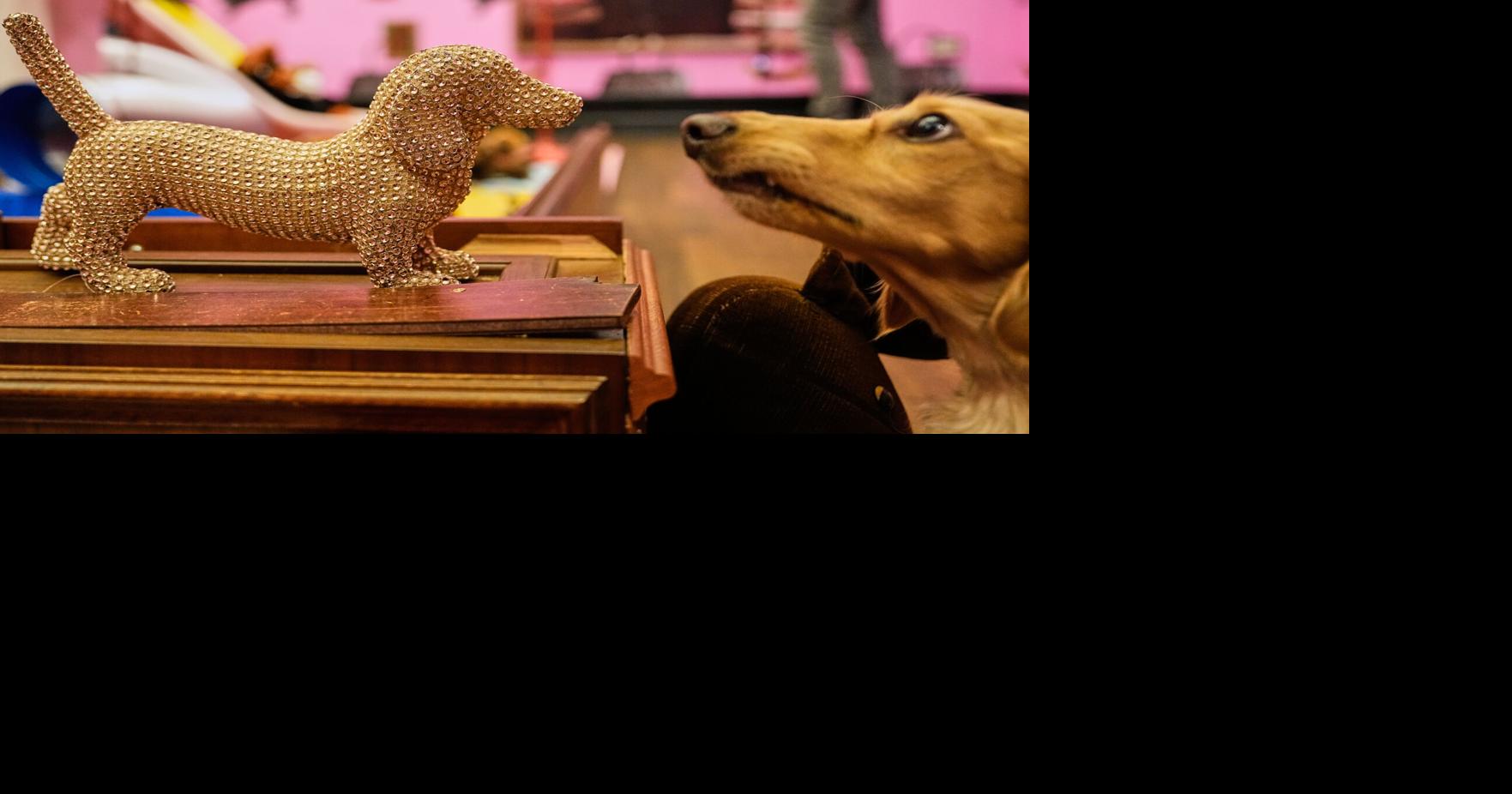 Germany Dachshund Art Exhibition | News | kdhnews.com