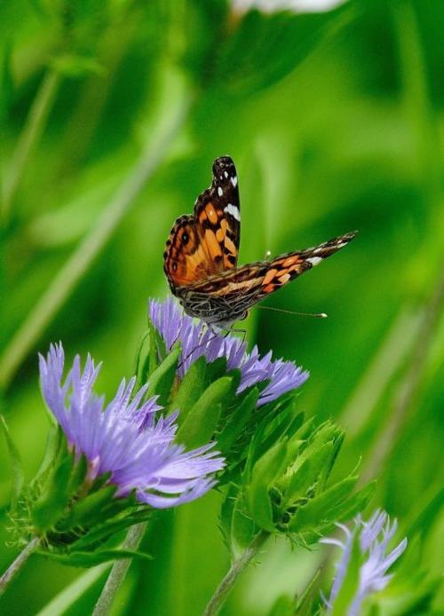 Stokes' asters