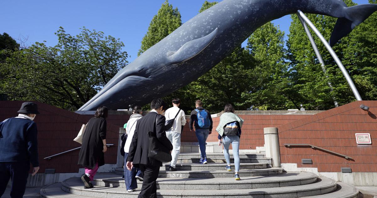 日本水産庁、銀鯨商業捕獲許可提案| 世界