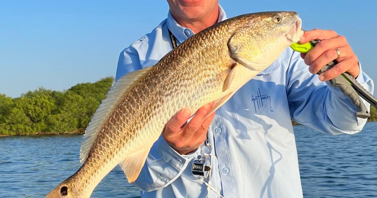 Redfish