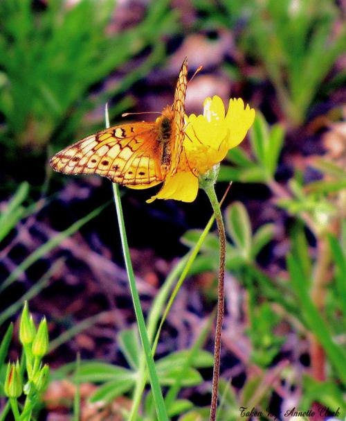Butterfly on Flower