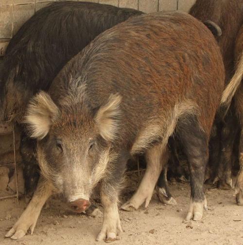 Feral hogs