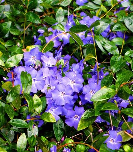 Gardening-Choosing Groundcovers