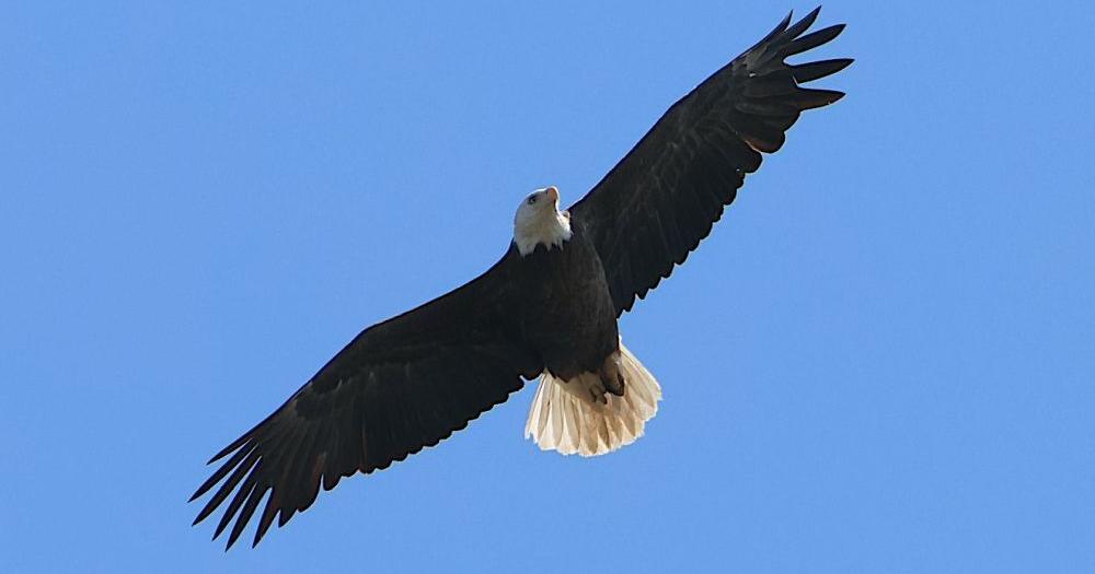 Bell's bald eagle numbers are soaring | Region - Vimarsana News