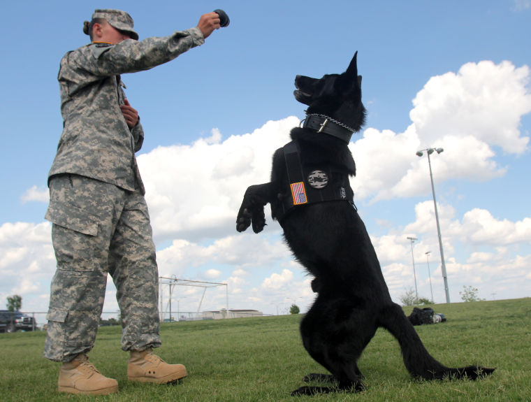 Retired Military Working Dog