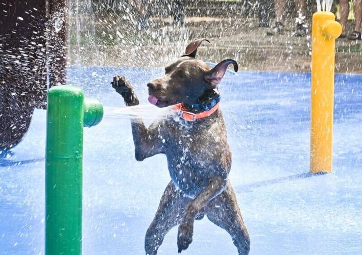 Soggy Doggy