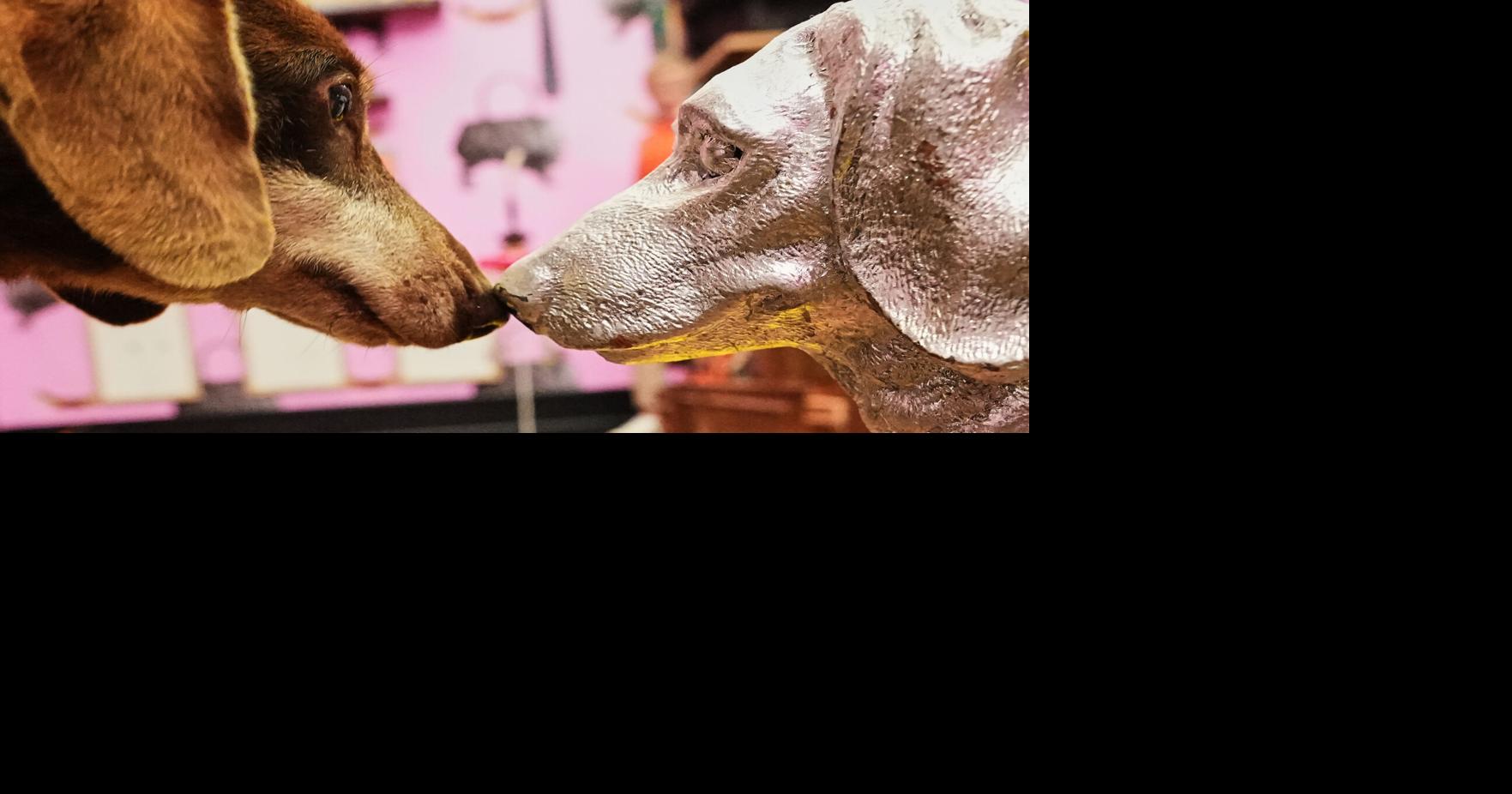 Germany Dachshund Art Exhibition | News | kdhnews.com