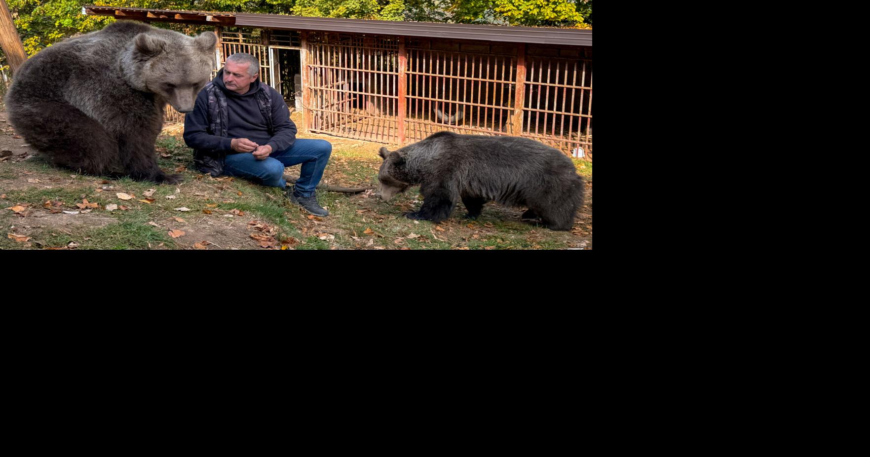 Bosnia Pet Bear