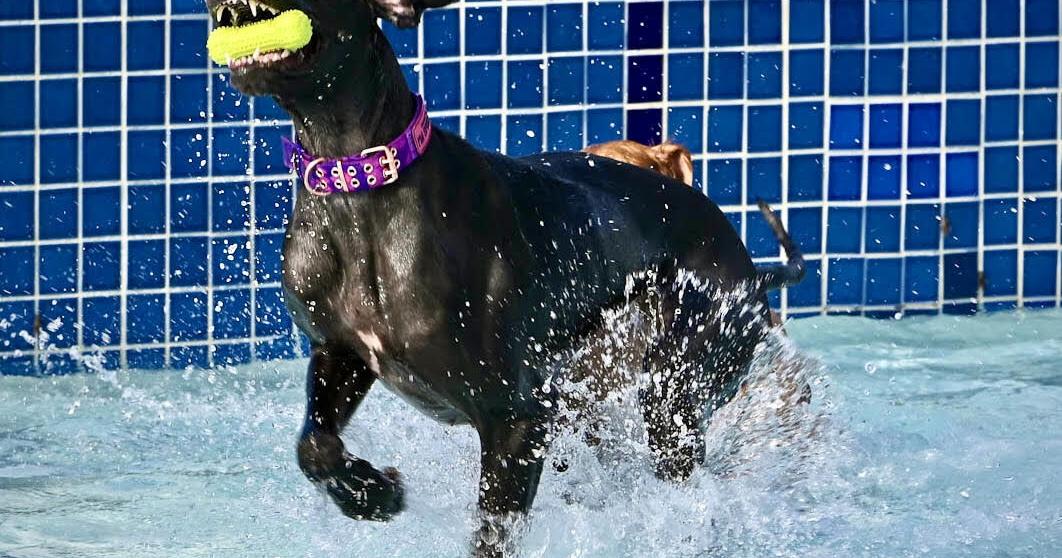 Dog toy.jpg | News | kdhnews.com