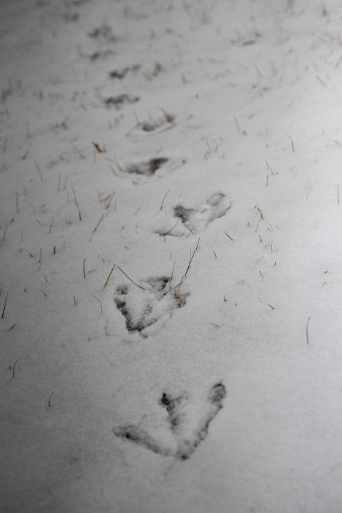 Snow in Central Texas