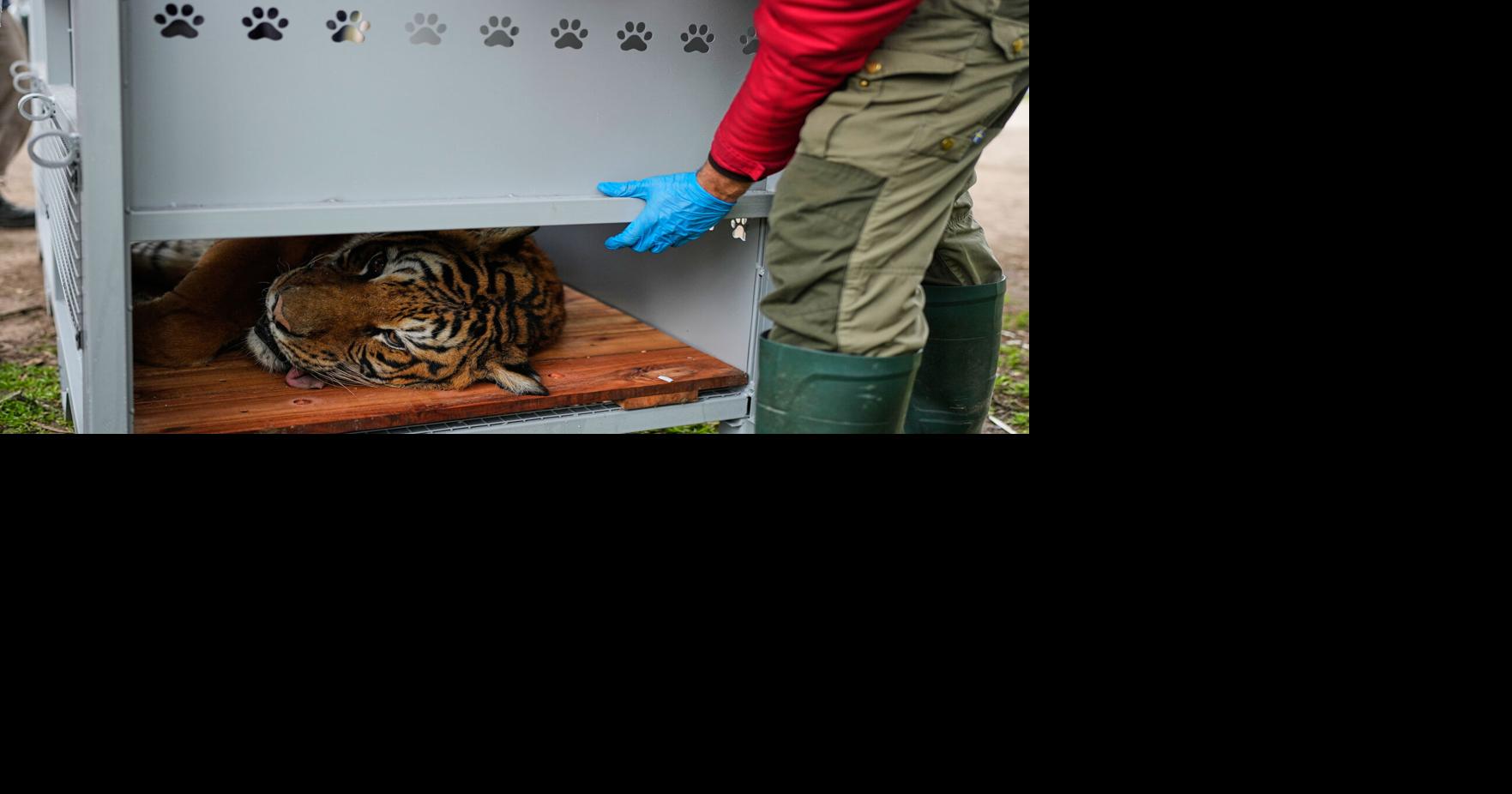 Argentina Big Cats