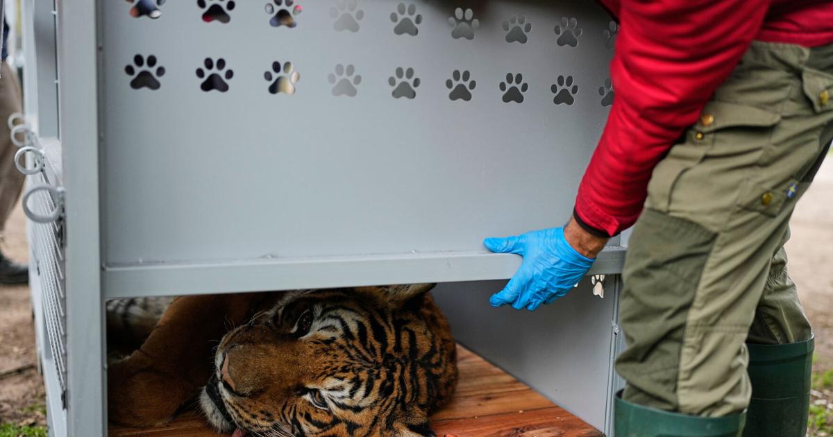 Argentina Big Cats