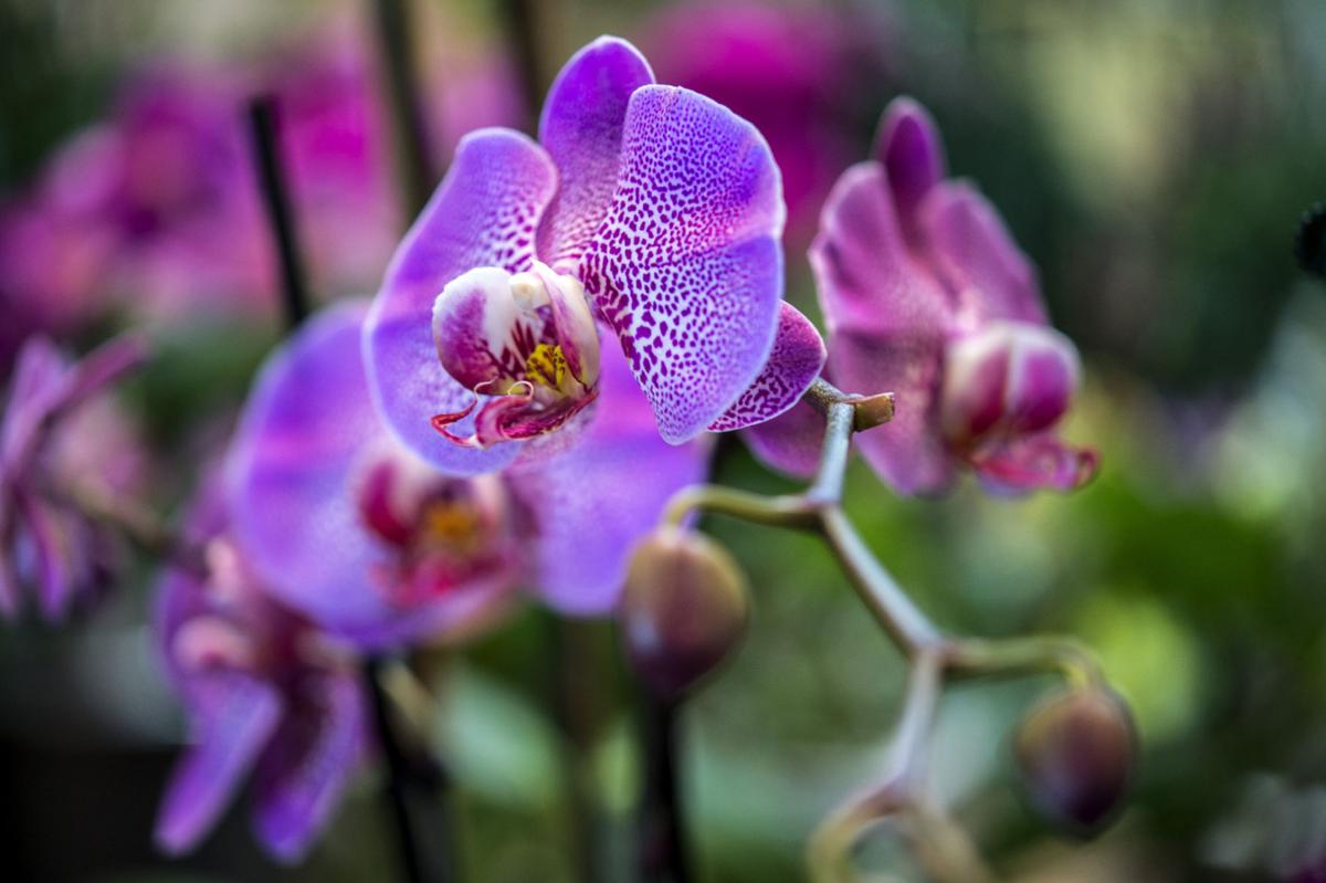 LIFE GARDEN-HOUSEPLANTS 1 SA