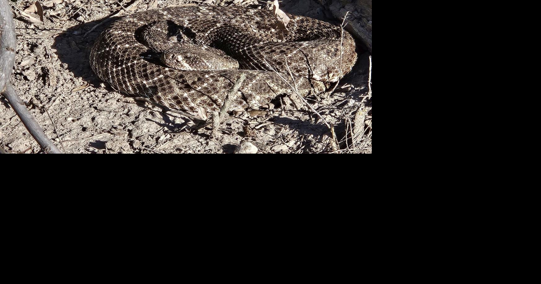 Pet encounters with snakes increase in warm, summer conditions | News ...
