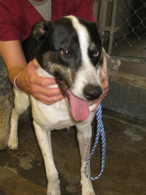 3-year-old Austrailian Cattle Dog