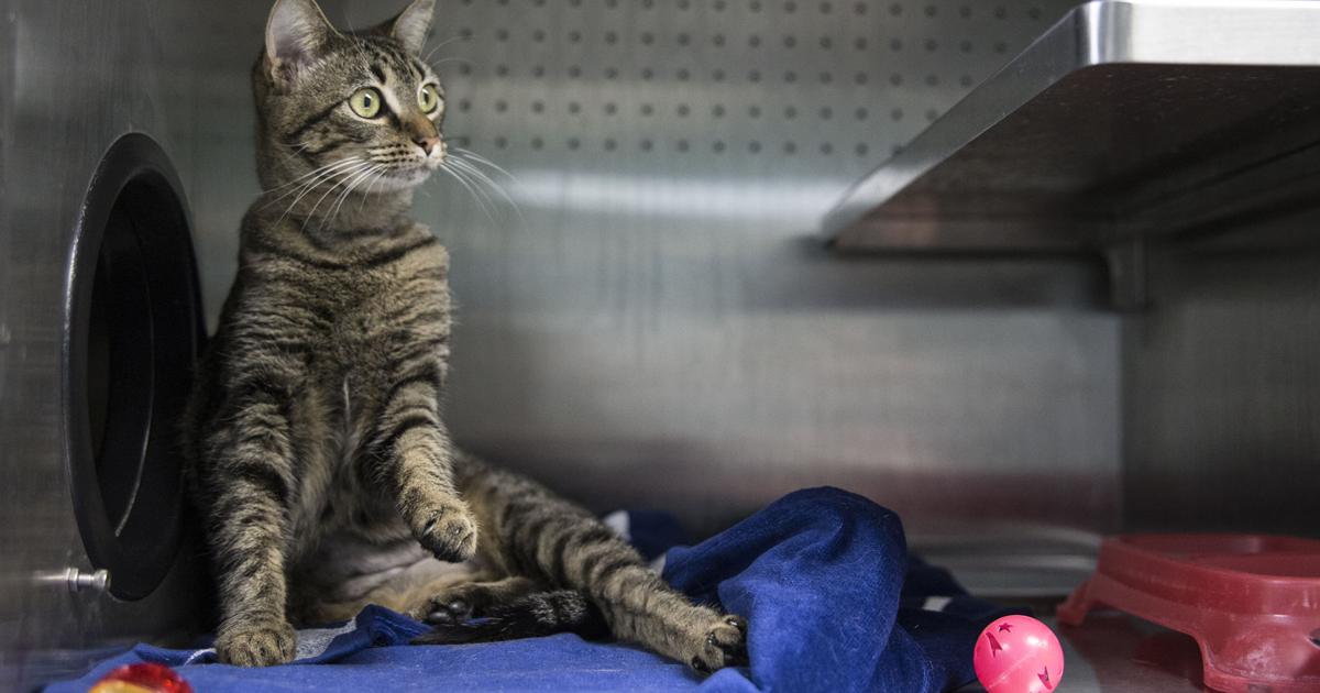 Barn Cat Program Barn cat program helps control feral population in Killeen | Local News ...