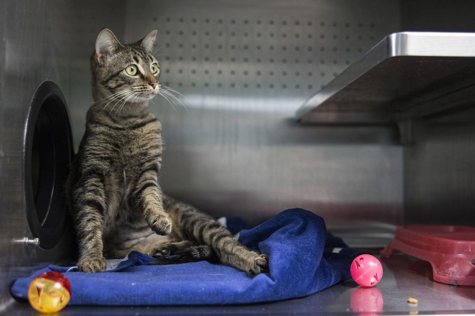 Barn Cat Program Helps Control Feral Population In Killeen Local