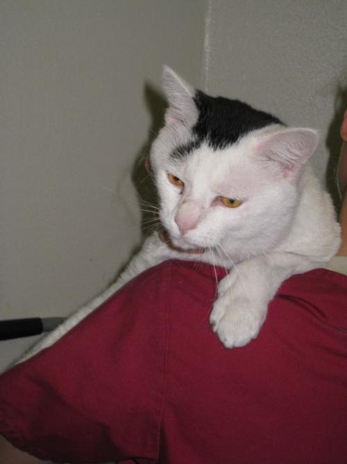 2-year-old cat