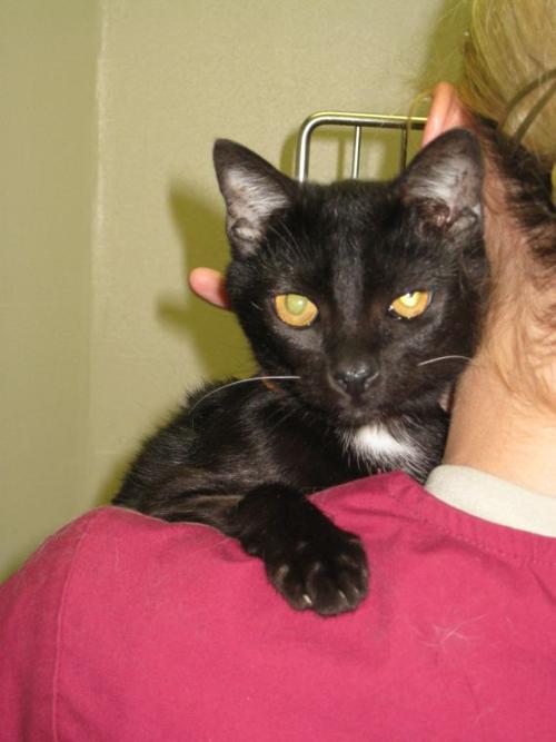 6-month-old cat