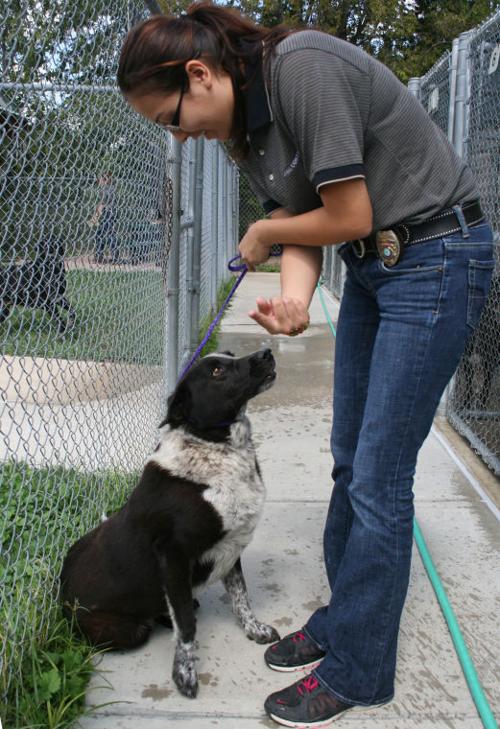 Animal shelter