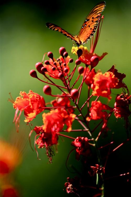Master Gardeners tour