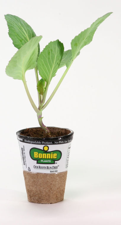 TEACHING KIDS GARDENING