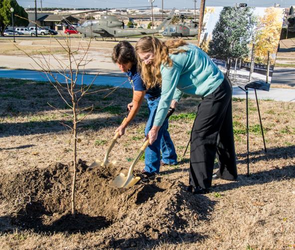 Oso is one of 3 communities getting seedling from 9/11 'Survivor Tree