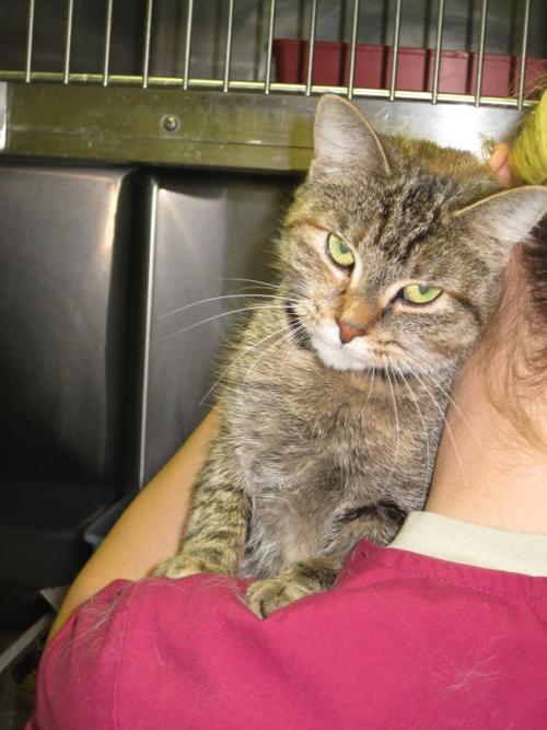8-month-old cat