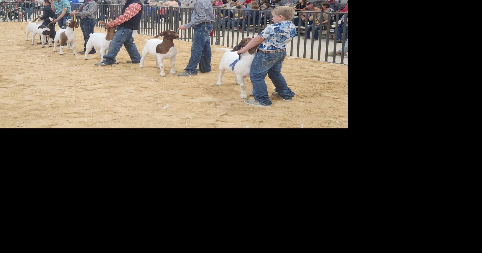 Lively livestock Animals flooding into town for annual Killeen Junior
