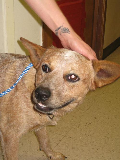 1 year old red heeler