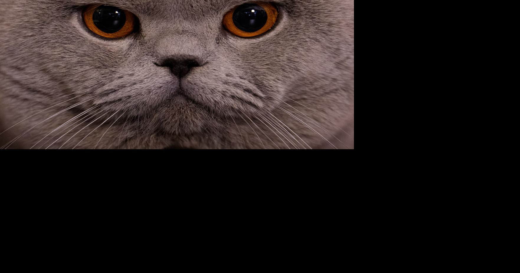 Romania International Cat Show