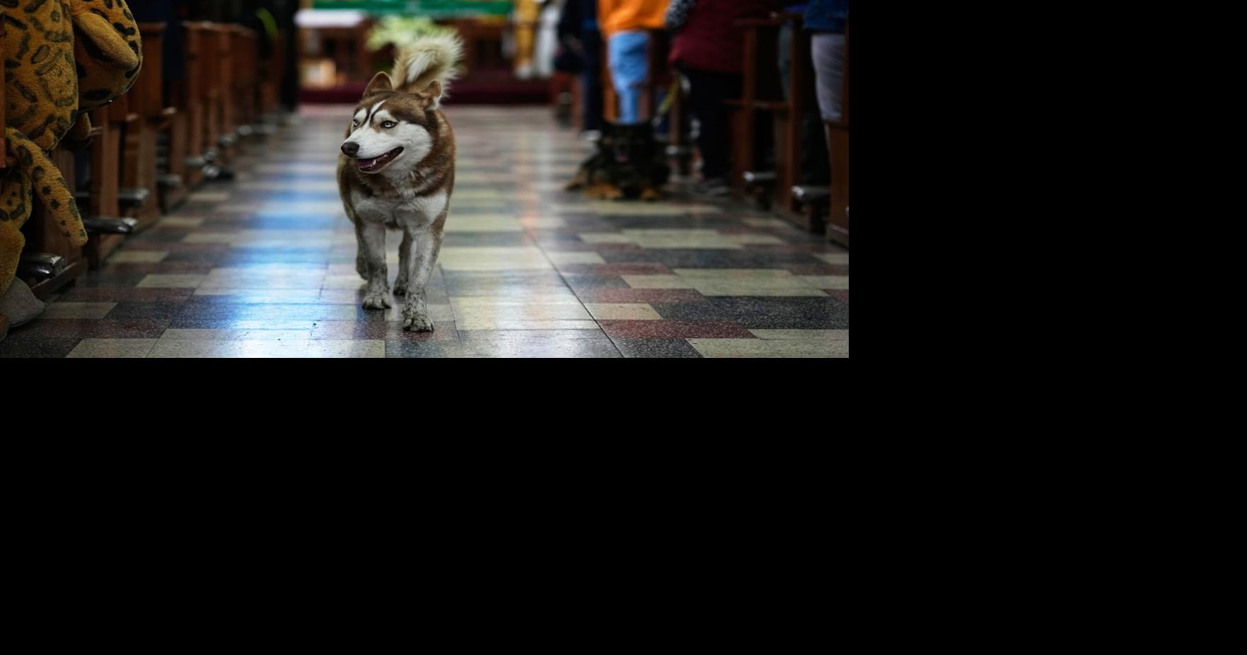 Bolivia Dog Day