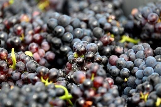 Corks and Culture aims to bring Texas wine experience to downtown Killeen