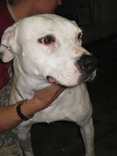 3-year-old bulldog mix