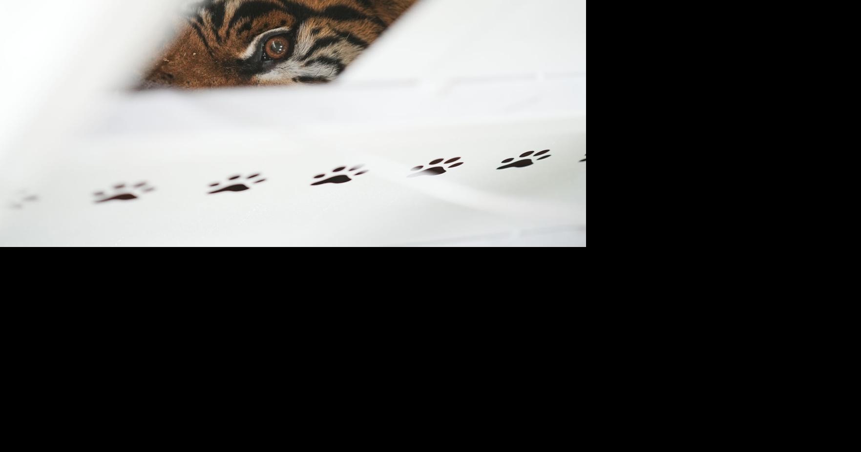 CORRECTION Argentina Big Cats